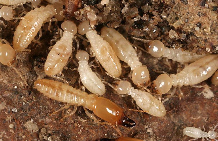 prevenir ataques de termitas Massim Valladolid