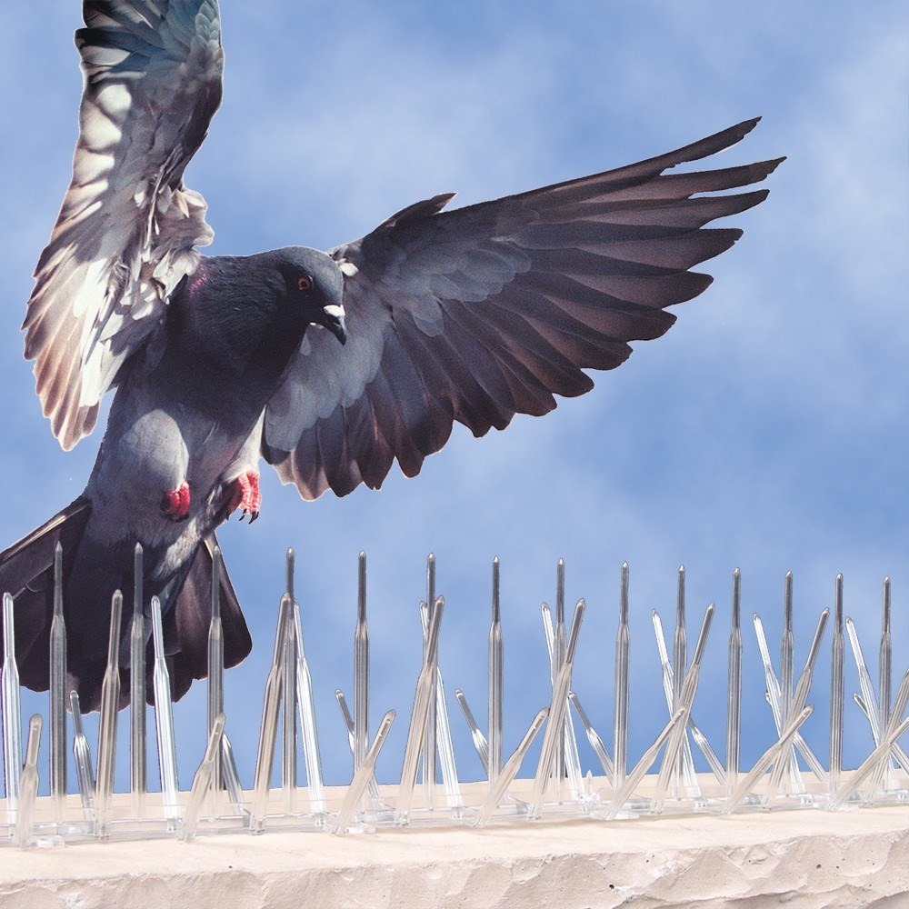 Control de aves de palomas Massim
