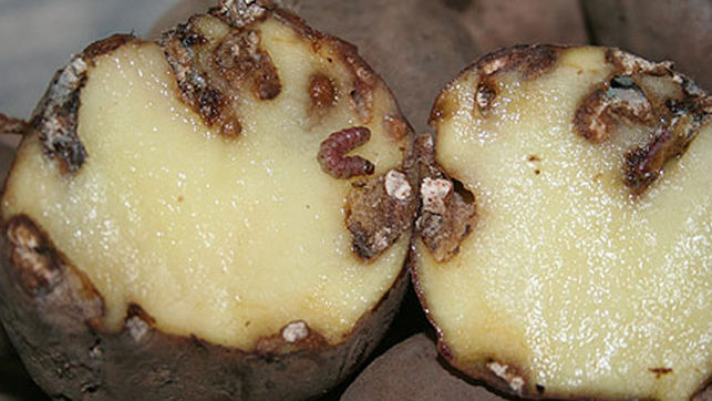 plaga patata Massim Valladolid