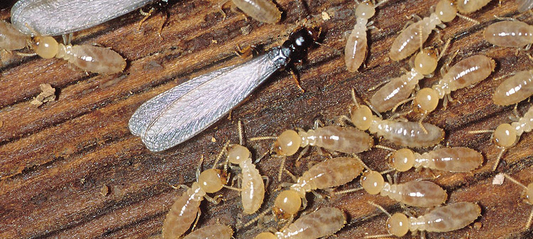 las termitas les gusta la madera