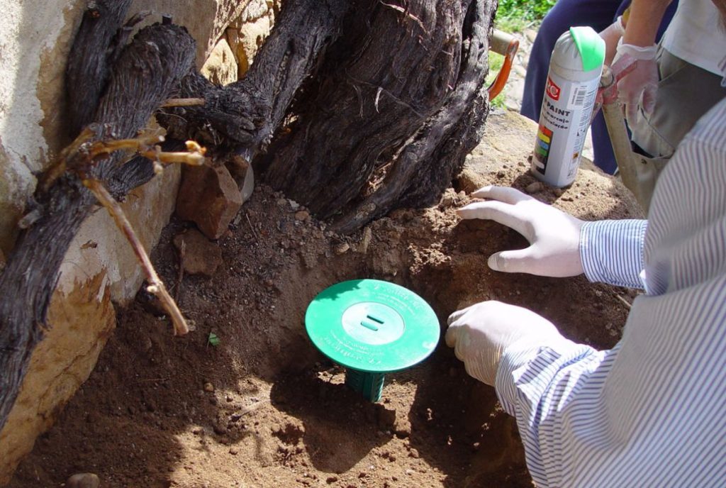 tratamientos contra termitas cebos massim