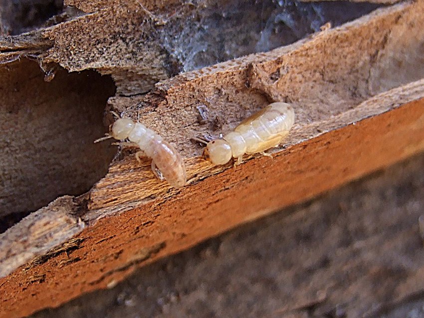 detectar termitas casa MASSIM