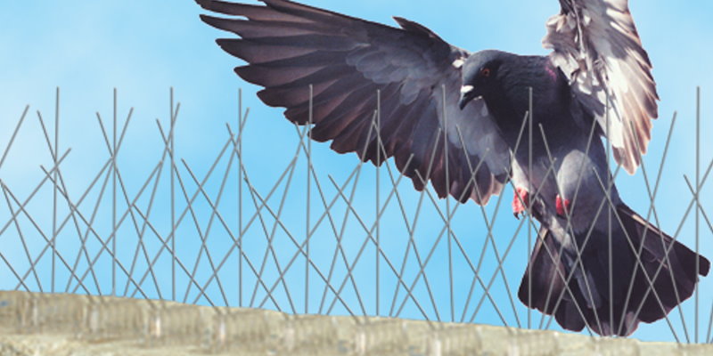 protección contra palomas valladolid MASSIM
