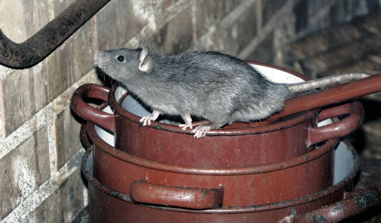 control plagas roedores Valladolid detectar en casas