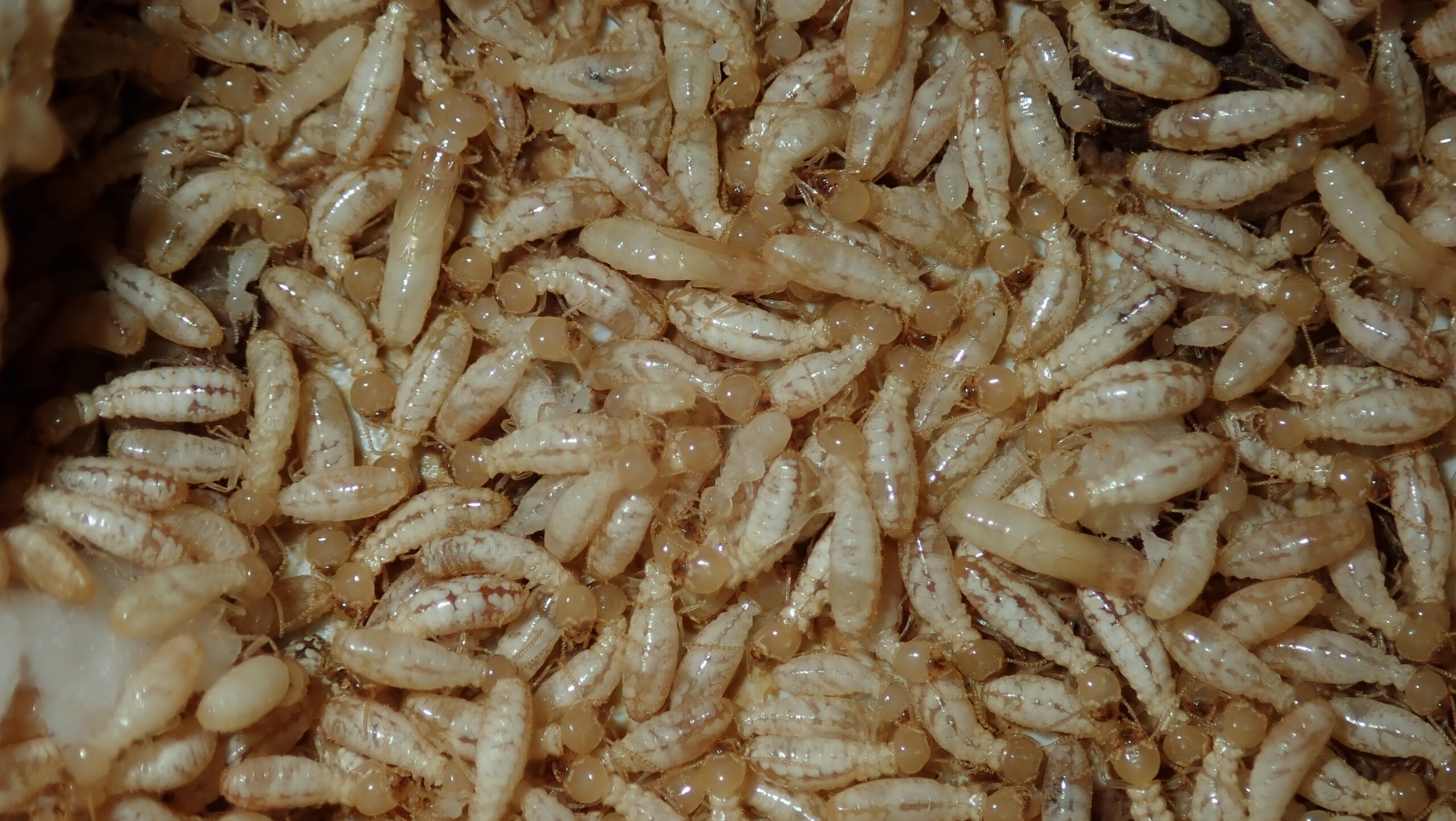 Control plagas termitas
